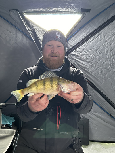 Yellow Perch