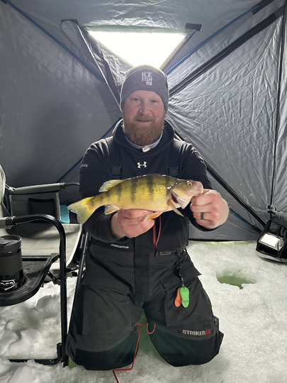Yellow Perch