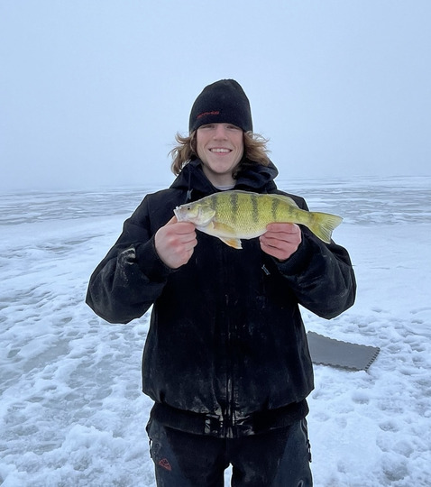 Yellow Perch