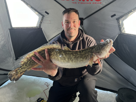 Burbot