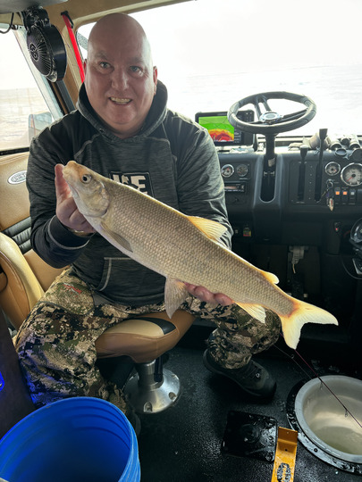 Lake Whitefish