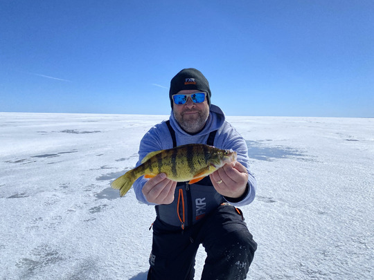 Yellow Perch