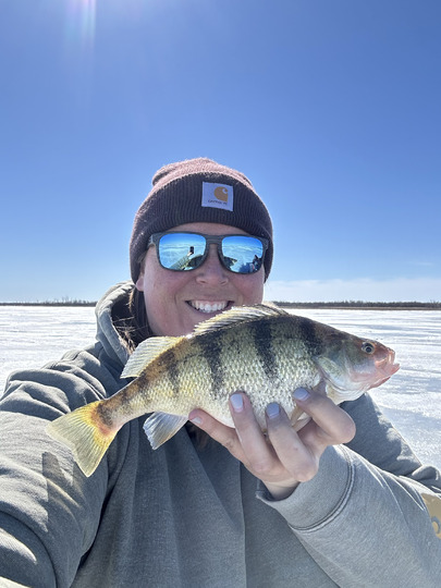 Yellow Perch