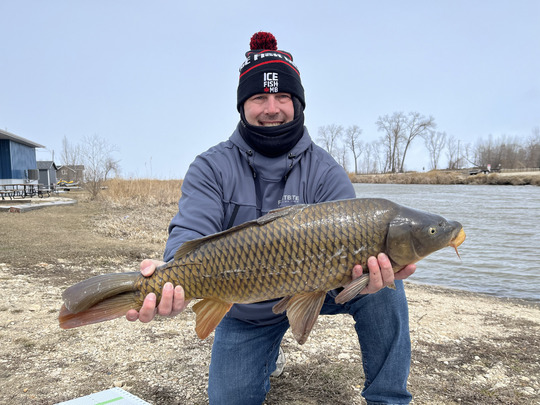 Common Carp
