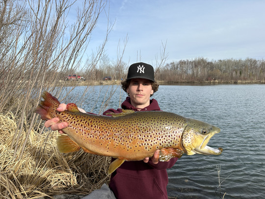 Brown Trout
