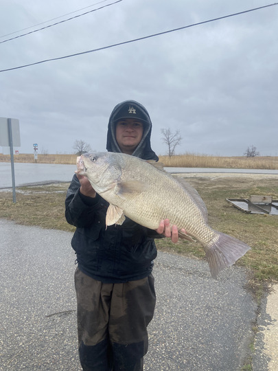 Freshwater Drum