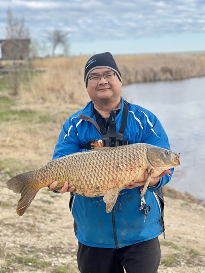 Common Carp