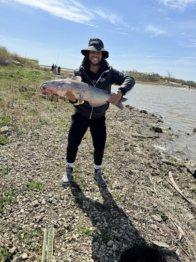 Channel Catfish