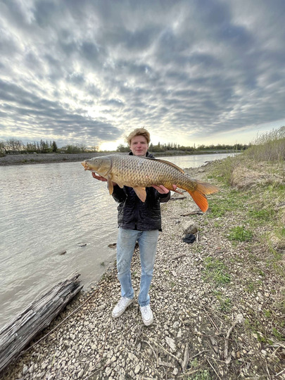 Common Carp