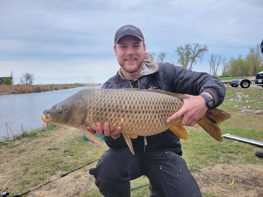 Common Carp
