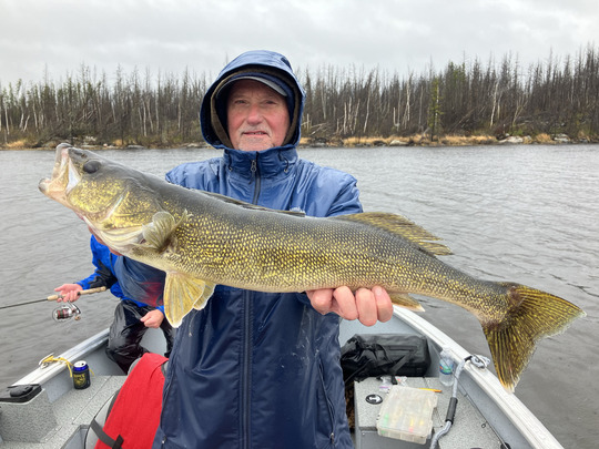 Walleye