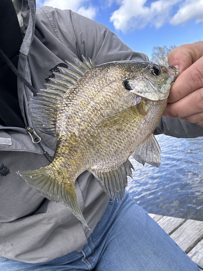 Sunfish