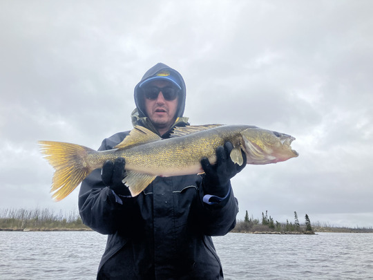 Walleye
