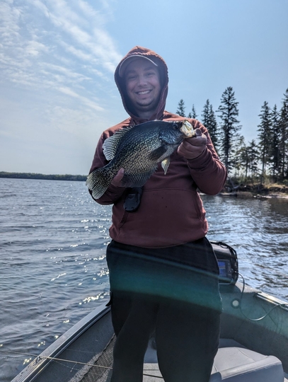 Black Crappie