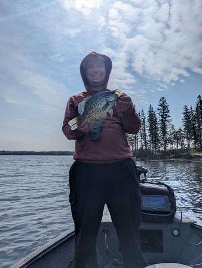 Black Crappie