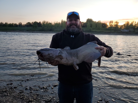 Channel Catfish