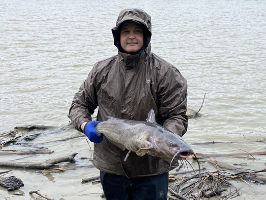 Channel Catfish
