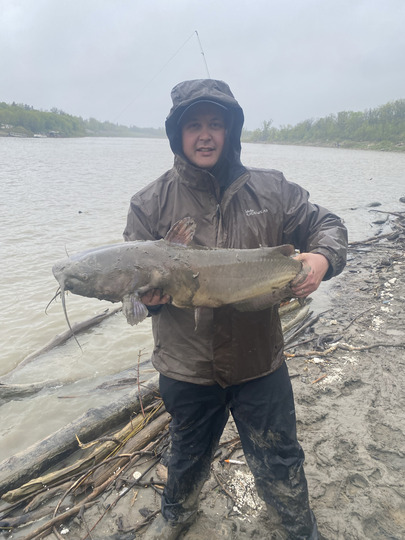 Channel Catfish