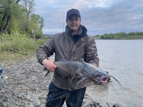 Channel Catfish