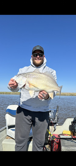 Freshwater Drum