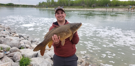 Common Carp