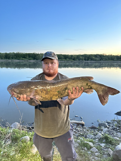 Channel Catfish