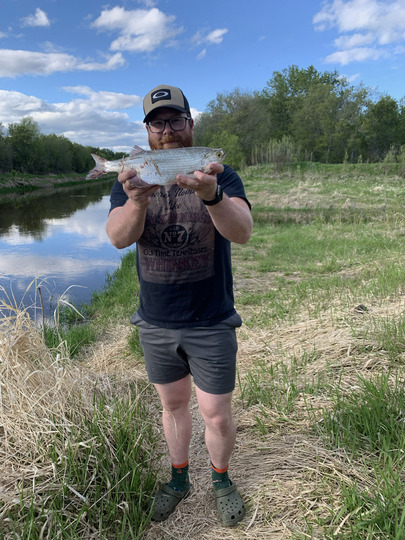 Goldeye