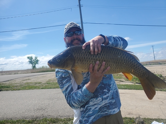 Common Carp