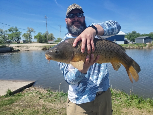 Common Carp