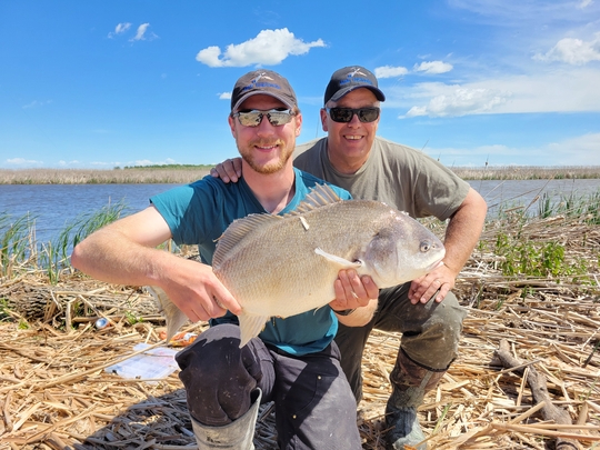 Freshwater Drum