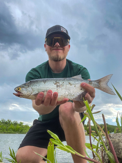 Goldeye