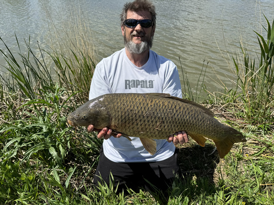 Common Carp