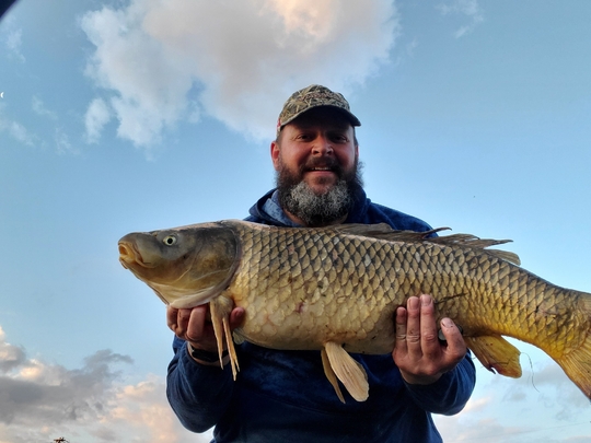Common Carp