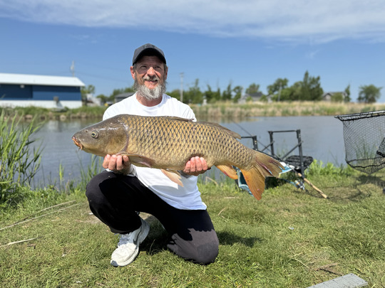 Common Carp