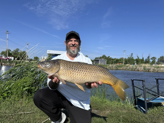 Common Carp