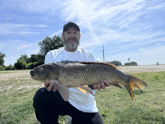 Common Carp