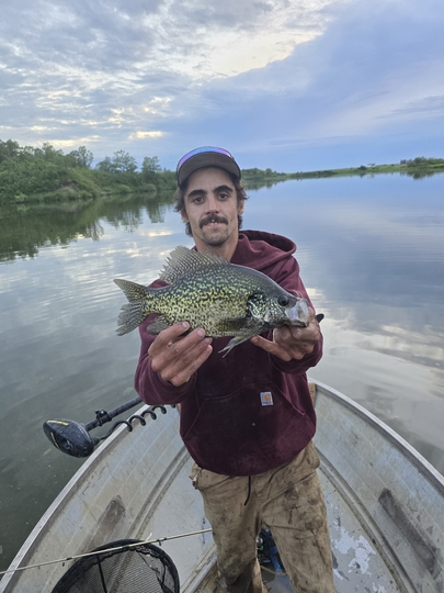 Black Crappie