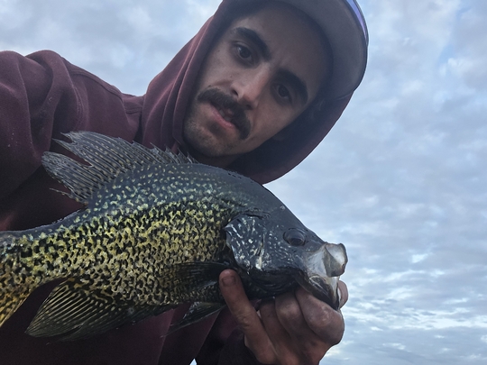 Black Crappie