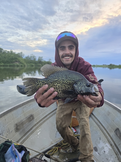 Black Crappie