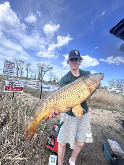 Common Carp