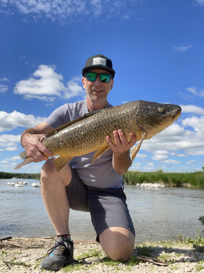 Common Carp
