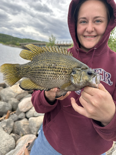 Rock Bass