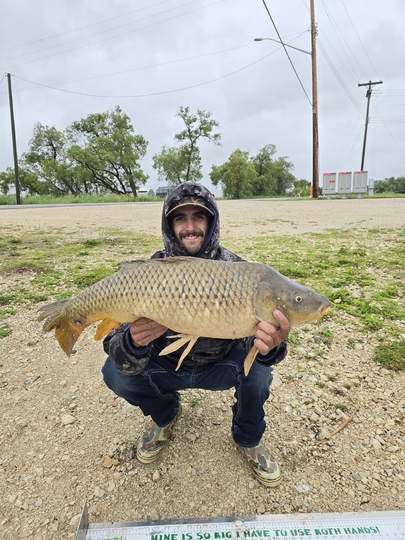 Common Carp