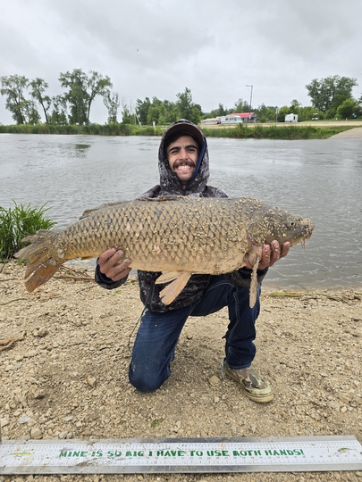 Common Carp