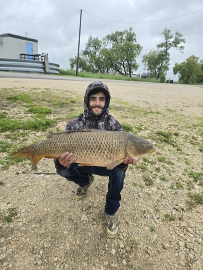 Common Carp