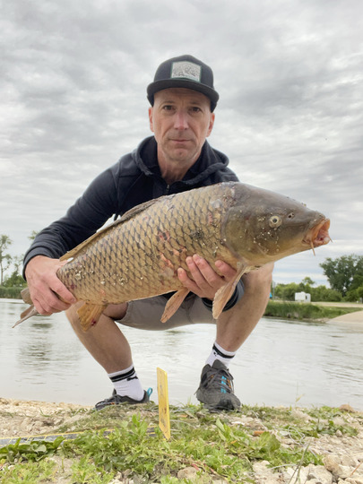 Common Carp