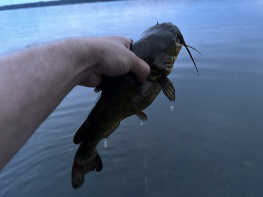Bullhead