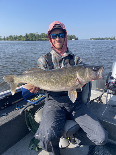 Walleye