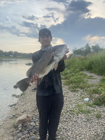 Freshwater Drum
