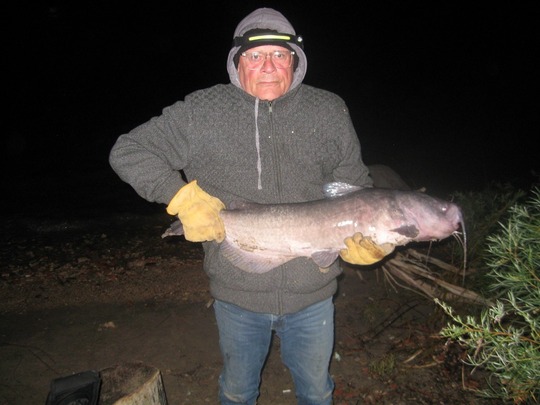 Channel Catfish